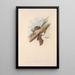 Les mammifères d'Australie Pl151 - John Gould — framed artwork on a wall
