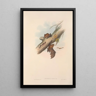 Les mammifères d'Australie Pl151 - John Gould — framed artwork on a wall