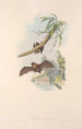 the Australian mammals Painting Pl152 - John Gould — artwork view