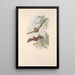 the Australian mammals Painting Pl152 - John Gould — framed artwork on a wall