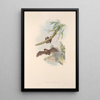 the Australian mammals Painting Pl152 - John Gould — framed artwork on a wall