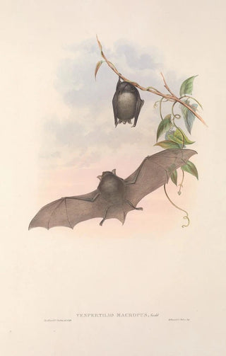 The mammals of Australia Pl153 - John Gould — artwork view