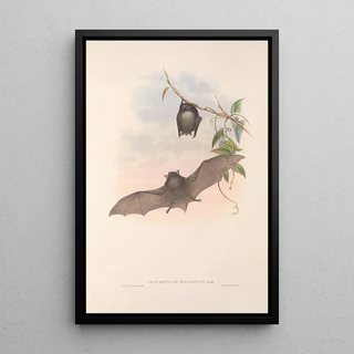 The mammals of Australia Pl153 - John Gould — framed artwork on a wall