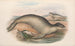 Les mammifères d'Australie Pl156 - John Gould — artwork view