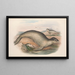 Les mammifères d'Australie Pl156 - John Gould — framed artwork on a wall