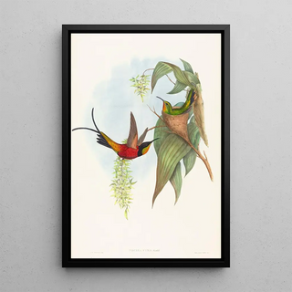 Topaza pyra - John Gould — framed artwork on a wall