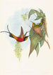 Topaza pyra - John Gould — artwork view