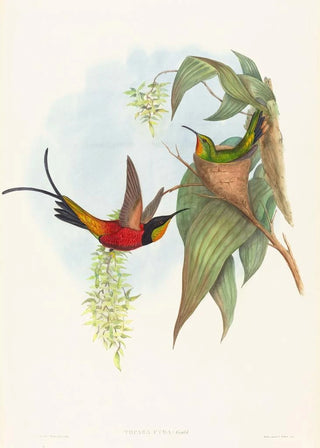 Topaza pyra - John Gould — artwork view