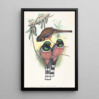 Trogan personatus - John Gould — artwork view