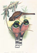 Trogan personatus - John Gould — framed artwork on a wall