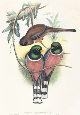 Trogan personatus - John Gould — framed artwork on a wall