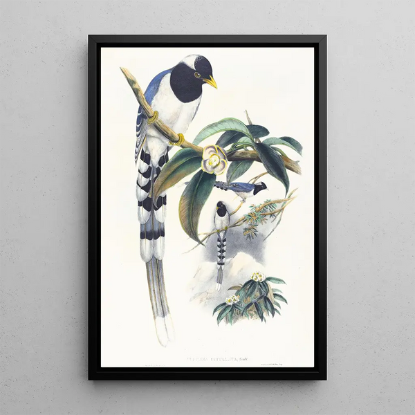 Urocissa cucullata painting - John Gould — framed artwork on a wall