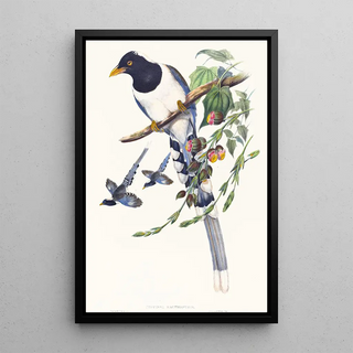 Urocissa magnirostris painting - John Gould — framed artwork on a wall