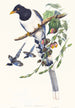 Urocissa magnirostris painting - John Gould — artwork view