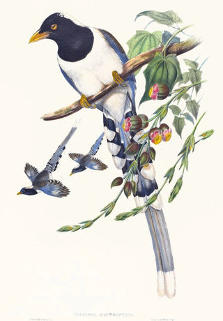 Urocissa magnirostris painting - John Gould — artwork view