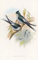 Wallace's Tree Martin Painting - John Gould — artwork view