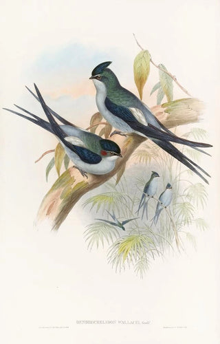 Wallace's Tree Martin Painting - John Gould — artwork view