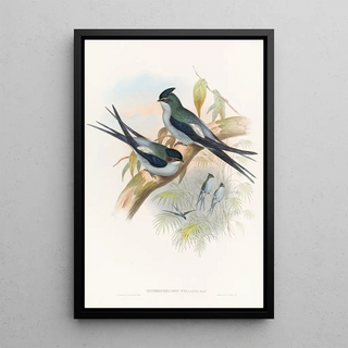 Wallace's Tree Martin Painting - John Gould — framed artwork on a wall