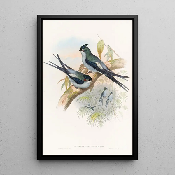 Wallace's Tree Martin Painting - John Gould — framed artwork on a wall