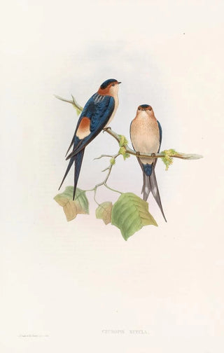 Western Mosque Swallow - John Gould — artwork view