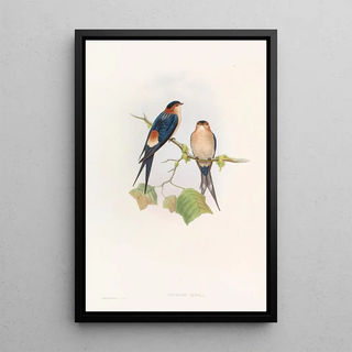 Western Mosque Swallow - John Gould — framed artwork on a wall