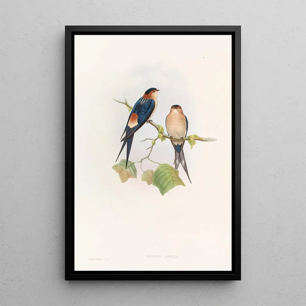 Western Mosque Swallow - John Gould — framed artwork on a wall