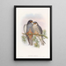 Crested Hawk with White Wings and Red Feet - John Gould — framed artwork on a wall