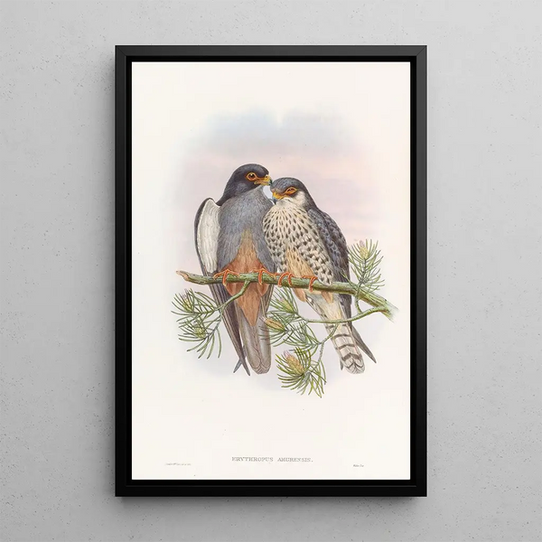 Crested Hawk with White Wings and Red Feet - John Gould — framed artwork on a wall
