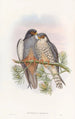 Crested Hawk with White Wings and Red Feet - John Gould — artwork view