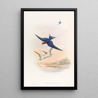 Swallow with Threadtail - John Gould — framed artwork on a wall