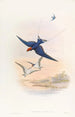 Swallow with Threadtail - John Gould — artwork view