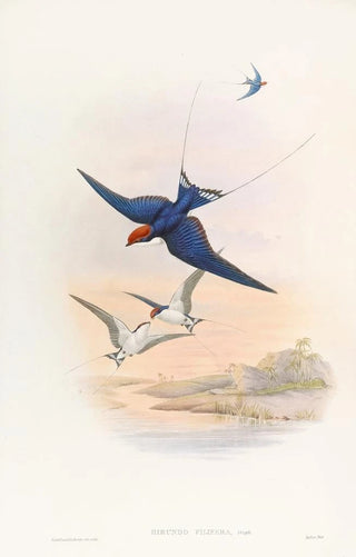 Swallow with Threadtail - John Gould — artwork view