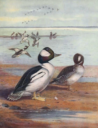 John Guille Millais - BuffleHeaded Duck.webp