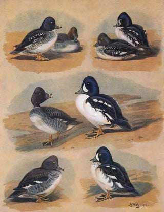 John Guille Millais - Plumages Of Barrows GoldenEye.webp