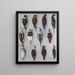 Plumages of adult males and females of the Kakawi Harelde - John Guille Millais — framed artwork on a wall