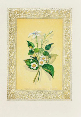 Jasmin et fleur de fraisier - John Henry Ingram — artwork view