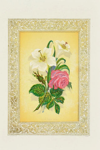 Lys rose - John Henry Ingram — artwork view