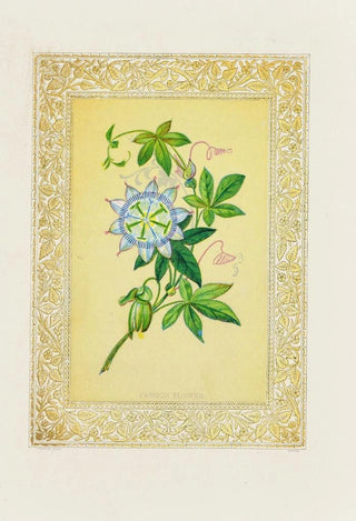 Passionflower Painting - John Henry Ingram — artwork view