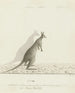 Macropus sp. Kangaroo - John Hunter — artwork view