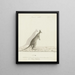 Macropus sp. Kangaroo - John Hunter — framed artwork on a wall