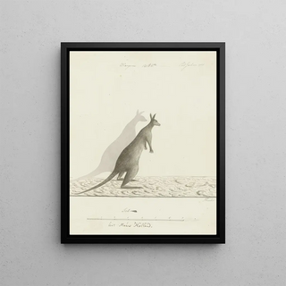 John Hunter - Macropus sp Kangaroo.webp