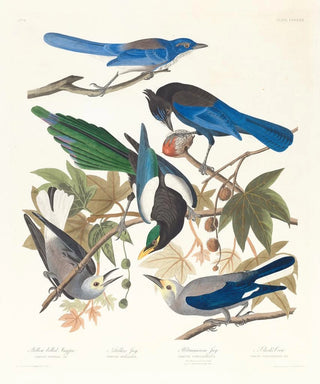 John James Audubon - 1 Yellowbilled magpie 2 Stellers jay 3 Ultramarine jay 4 5 Clarks crow.webp