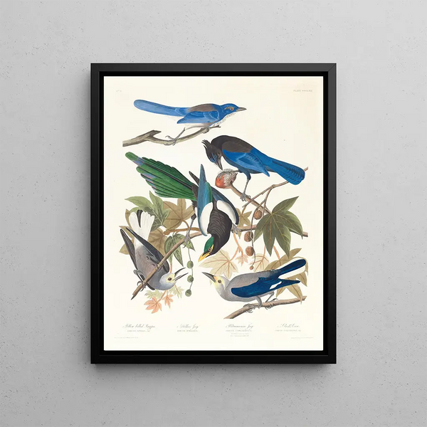 Pie bavarde 2 Geai de Steller 3 Geai outremer 4 5 Corneille de Clark - John James Audubon — framed artwork on a wall