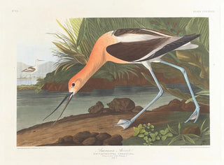 Young American Avocet in winter juvenile plumage - John James Audubon — artwork view