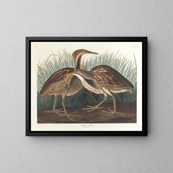 American Bufflehead Painting - John James Audubon — framed artwork on a wall