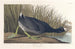 American Coot Painting - John James Audubon — artwork view