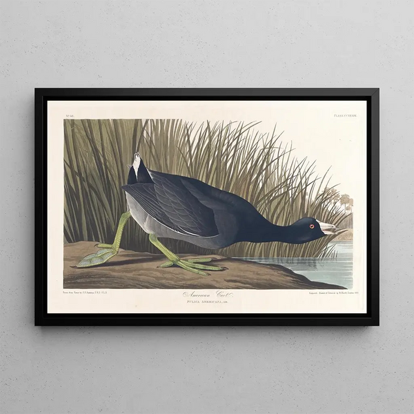 American Coot Painting - John James Audubon — framed artwork on a wall