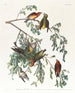 American Crossbill Painting Male adult 1 Young male 2 3 Adult female 4 Young female 5 Pruche - John James Audubon — artwork view