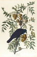 American Crow Painting - John James Audubon — artwork view