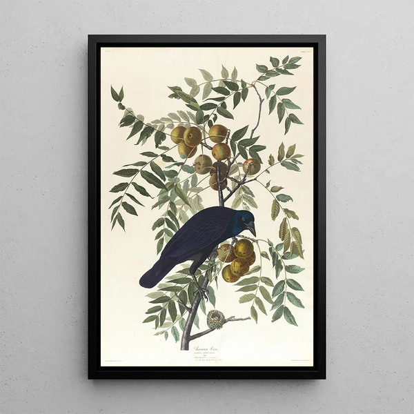 American Crow Painting - John James Audubon — framed artwork on a wall